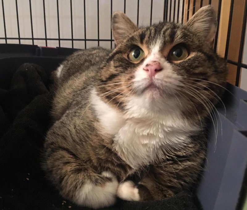 Потрёпанная кошка боялась даже приближаться к людям Потрёпанная кошка боялась даже приближаться к людям