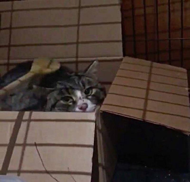 Потрёпанная кошка боялась даже приближаться к людям Потрёпанная кошка боялась даже приближаться к людям