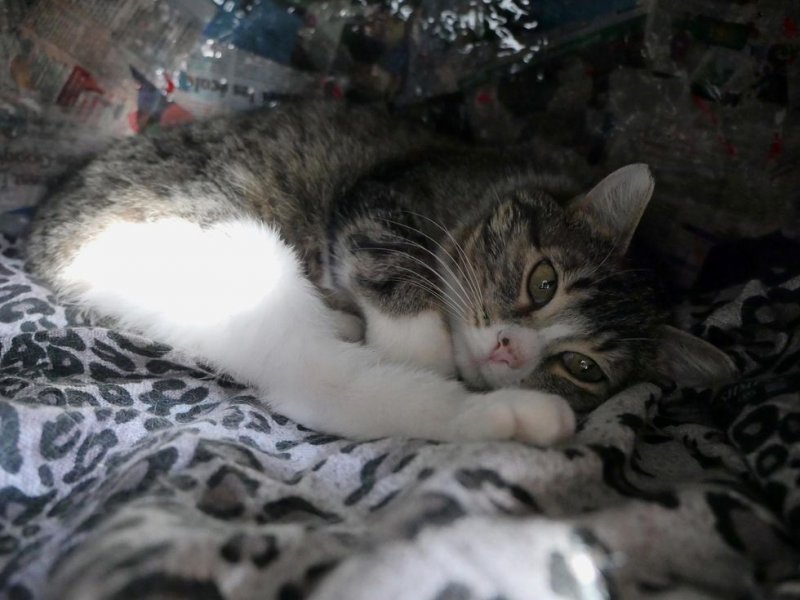 Потрёпанная кошка боялась даже приближаться к людям Потрёпанная кошка боялась даже приближаться к людям