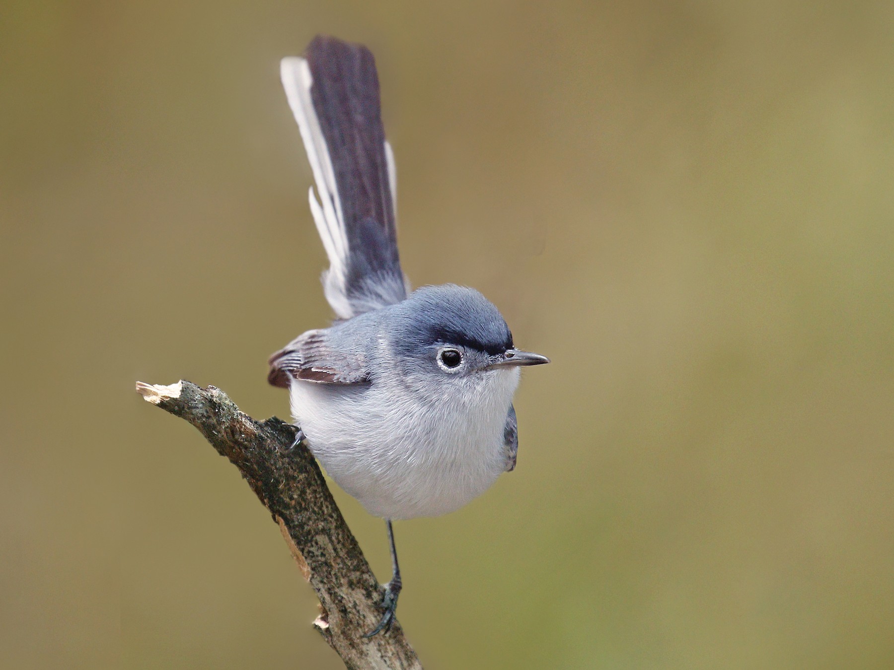 Blue-gray Gnatcatcher - eBird