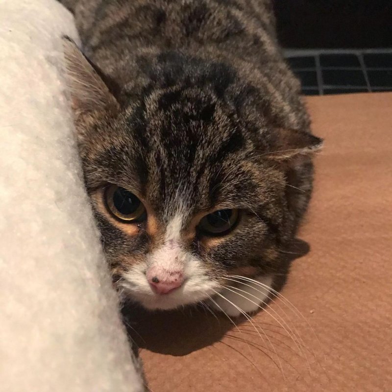 Потрёпанная кошка боялась даже приближаться к людям Потрёпанная кошка боялась даже приближаться к людям