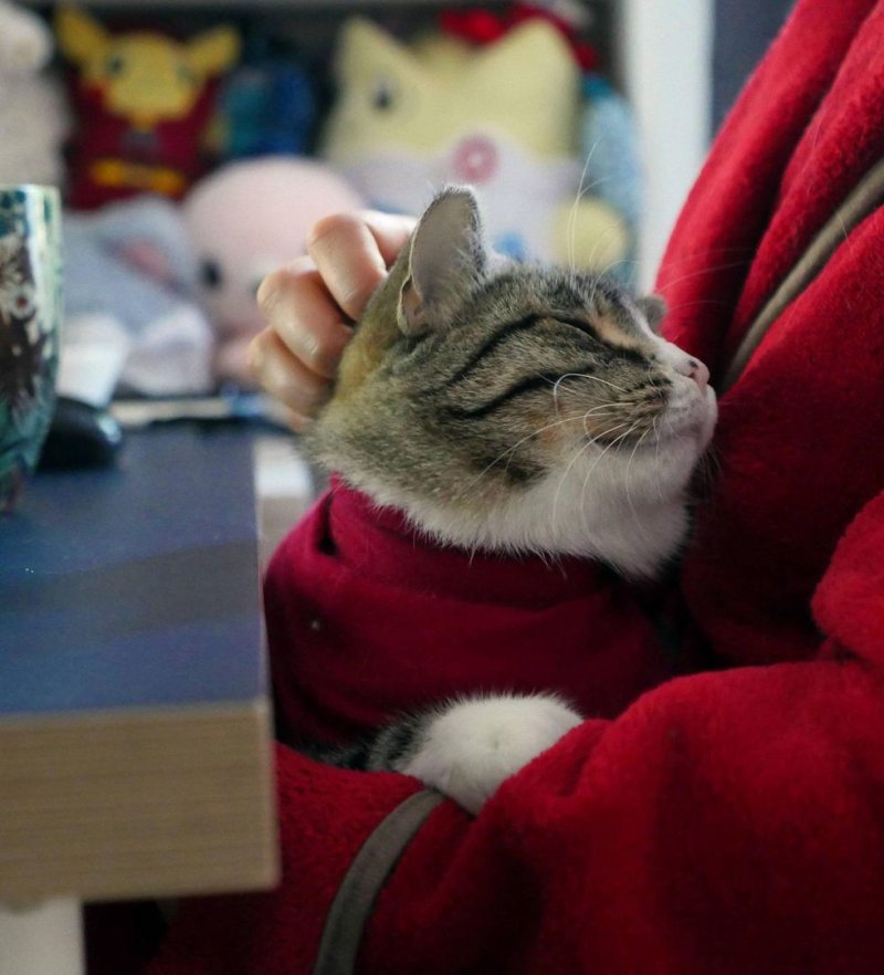 Потрёпанная кошка боялась даже приближаться к людям Потрёпанная кошка боялась даже приближаться к людям