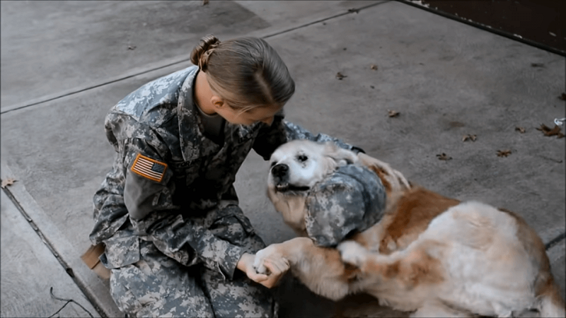 Heartwarming Reunion: Elderly Dog and Soldier Owner's Unbreakable Bond Heartwarming Reunion: Elderly Dog and Soldier Owner's Unbreakable Bond