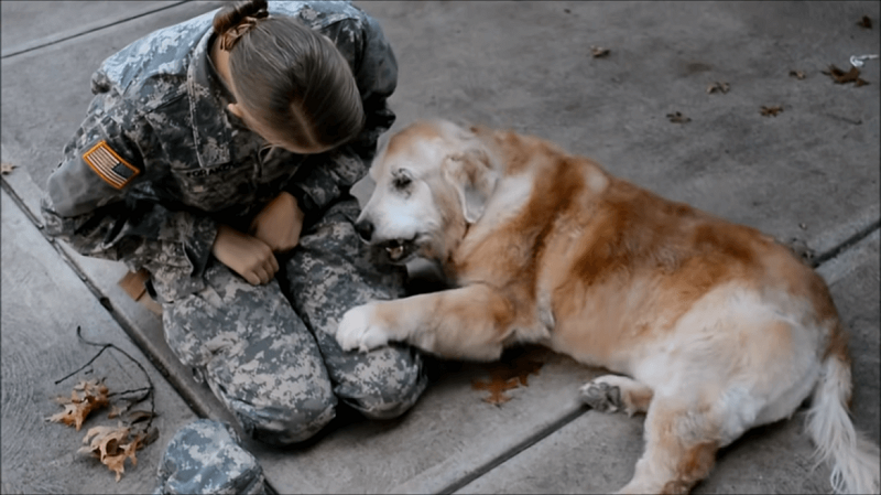 Heartwarming Reunion: Elderly Dog and Soldier Owner's Unbreakable Bond Heartwarming Reunion: Elderly Dog and Soldier Owner's Unbreakable Bond