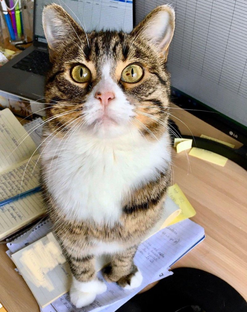 Потрёпанная кошка боялась даже приближаться к людям Потрёпанная кошка боялась даже приближаться к людям