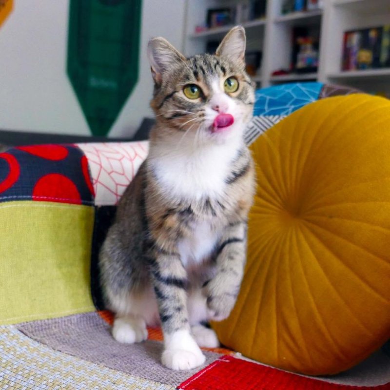 Потрёпанная кошка боялась даже приближаться к людям Потрёпанная кошка боялась даже приближаться к людям