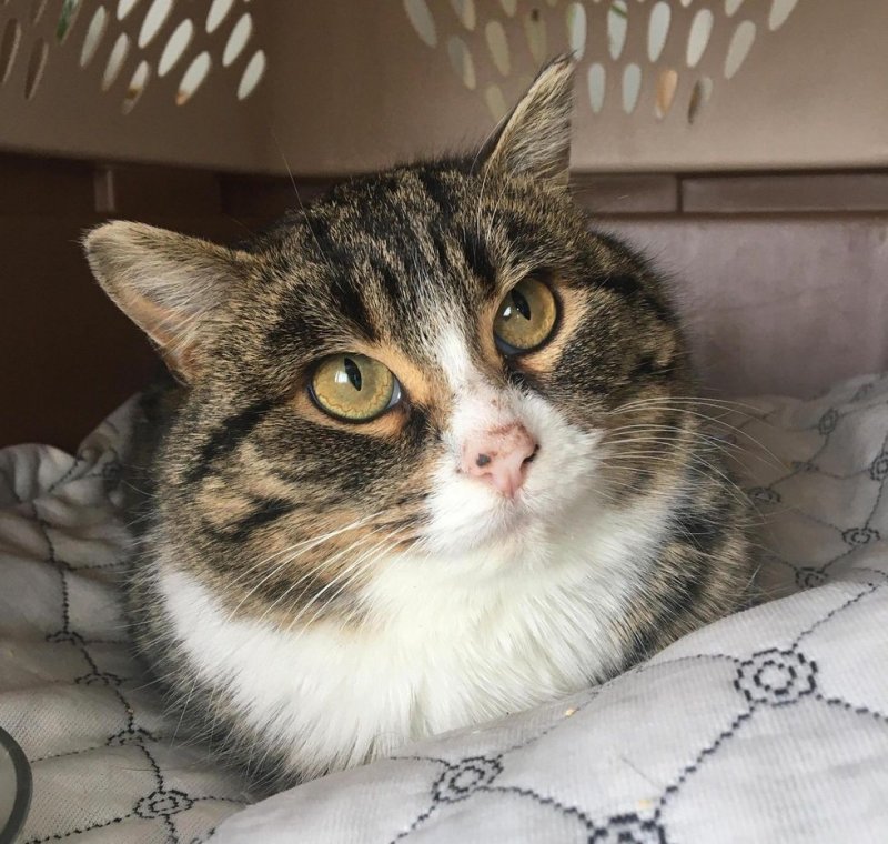 Потрёпанная кошка боялась даже приближаться к людям Потрёпанная кошка боялась даже приближаться к людям