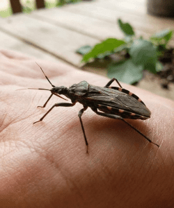 What to Know About Common Insect Bite Symptoms